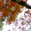Ri_nov__%28121%29